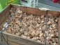Hickory Chunks 3 kg.